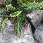 Asplenium ceterach叶