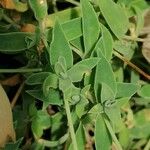 Silene uniflora Blad