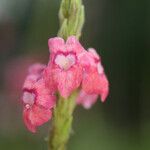 Stachytarpheta mutabilis 花