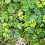 Chrysosplenium oppositifolium Blad