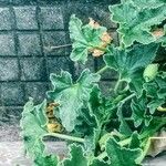 Ecballium elaterium Habit