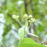 Cordia sulcata Flower