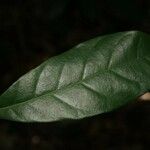 Siparuna decipiens Yaprak