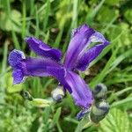 Iris sibirica പുഷ്പം