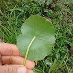 Hydrocotyle umbellata List