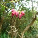 Agarista salicifolia Blomma