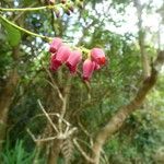 Agarista salicifolia Flower