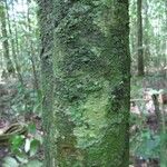 Poecilanthe hostmannii Corteza