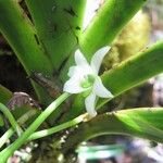 Angraecum striatum Λουλούδι