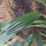 Coelogyne imbricata List