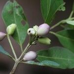 Syzygium × intermedium Fruto