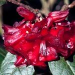 Rhododendron beanianum Blüte