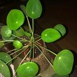 Pilea peperomioides Leaf