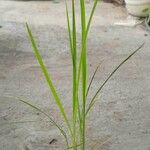 Oryza sativaBlad