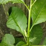 Phytolacca americanaFlower