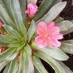 Lewisia longipetala ᱵᱟᱦᱟ