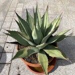 Agave havardiana Агульны выгляд