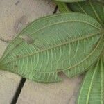 Miconia tschudyoides Leaf