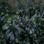 Euphorbia amygdaloides Hábito