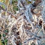 Carlina vulgaris Blad