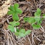 Pelargonium quinquelobatum Fuelha