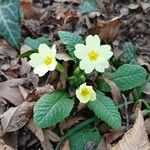 Primula vulgaris 花