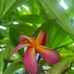 Plumeria rubraLorea