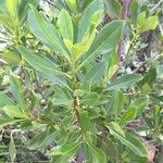 Pittosporum viridiflorum Leaf