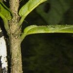 Quararibea pumila Kabuk