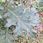 Solanum dasyphyllum Leaf