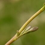 Cardamine crassifolia Leaf