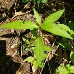 Polygonum lapathifolium ᱥᱟᱠᱟᱢ