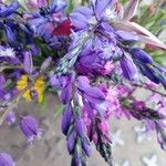 Polygala vulgarisFlower