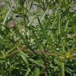 Lepidium densiflorum Хабит