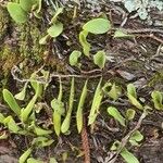 Pyrrosia piloselloides ഇല