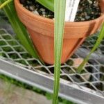 Agave coetocapnia