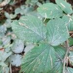 Rubus foliosus Hoja