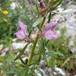 Misopates orontiumFlor