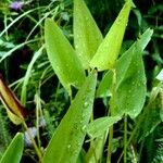 Pontederia cordata Blad