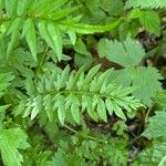 Cardamine impatiens Folla