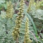 Anemia tomentosa Fruit