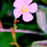 Petrorhagia saxifraga Flower