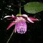 Passiflora ambigua Çiçek