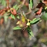 Hypericum lanceolatum Фрукт