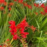 Crocosmia x crocosmiiflora Flor