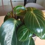 Peperomia maculosa Blad