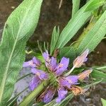 Hygrophila auriculata Flower