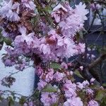 Prunus serrulata花