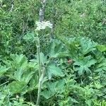 Heracleum lanatum Листок