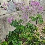 Thalictrum aquilegiifolium Plante entière